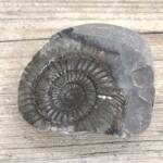 Ammonite de Grande Bretagne