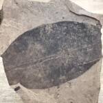 Feuille Fossile
