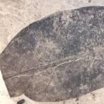Feuille Fossile