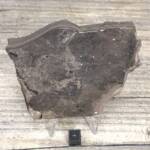 Feuille Fossile