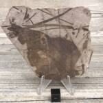 Feuille Fossile