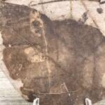 Feuille Fossile