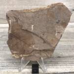 Feuille Fossile