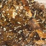Mimétite