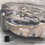 Bois Fossile