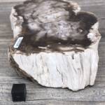 Bois Fossile
