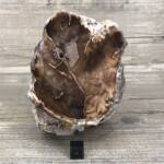 Bois Fossile