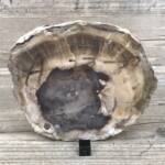 Bois Fossile