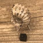 Ammonite de Madagascar