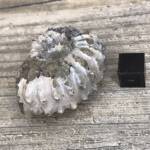 Ammonite de Madagascar