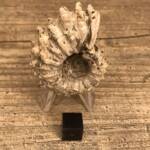 Ammonite de Madagascar