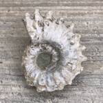 Ammonite de Madagascar