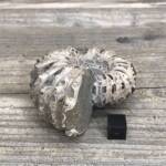 Ammonite de Madagascar