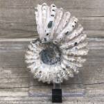 Ammonite de Madagascar