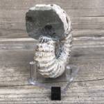 Ammonite de Madagascar