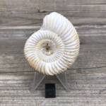 Ammonite de Madagascar
