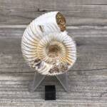 Ammonite de Madagascar
