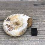 Ammonite de Madagascar