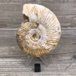 Ammonite de Madagascar