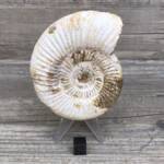 Ammonite de Madagascar