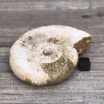 Ammonite de Madagascar