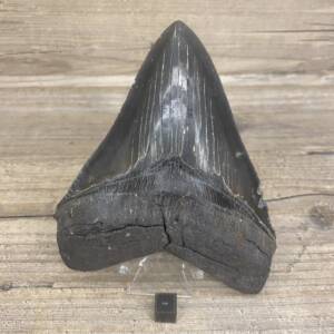 Dent de Carcharodon Mégalodon