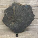 Bois Fossile du Maroc