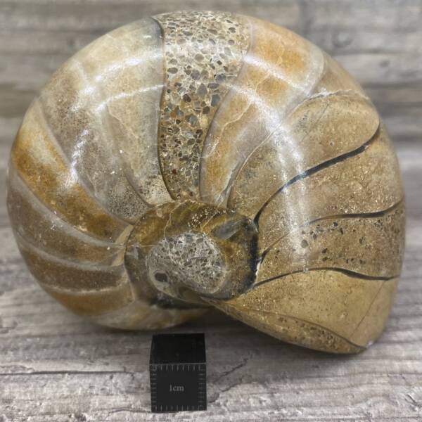 Ammonite Nautile de Madagascar