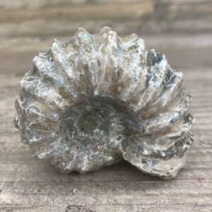 Ammonite "Tracteur" de Madagascar