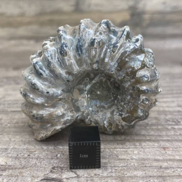Ammonite "Tracteur" de Madagascar