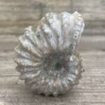 Ammonite "Tractor" de Madagascar