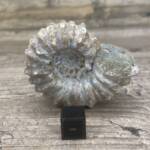 Ammonite "Tractor" de Madagascar