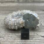 Ammonite "Tractor" de Madagascar