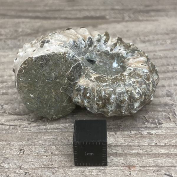Ammonite "Tractor" de Madagascar