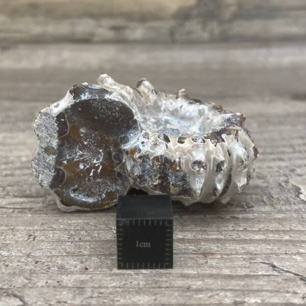 Ammonite "Tractor" de Madagascar