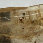 Ambre de Colombie