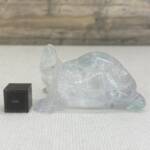 Tortue en Fluorine