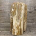 Tronc de Bois Fossile