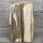 Tronc de Bois Fossile
