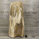 Tronc de Bois Fossile