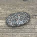 Galet en Fossile