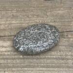 Galet en Fossile