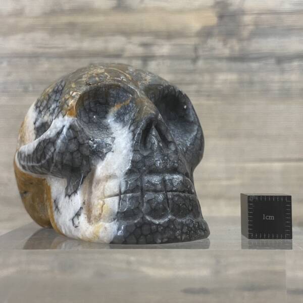 Crâne en Corail Fossile