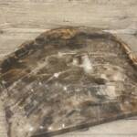 Bois Fossile