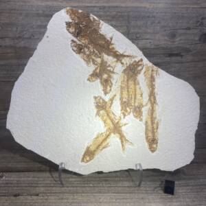 Poisson fossile Knightia