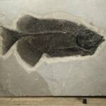 Poisson fossile Phareodus