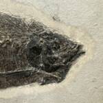 Poisson fossile Phareodus