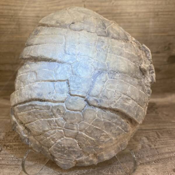 Tortue Fossile