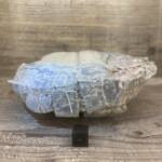 Tortue Fossile