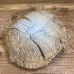 Tortue Fossile